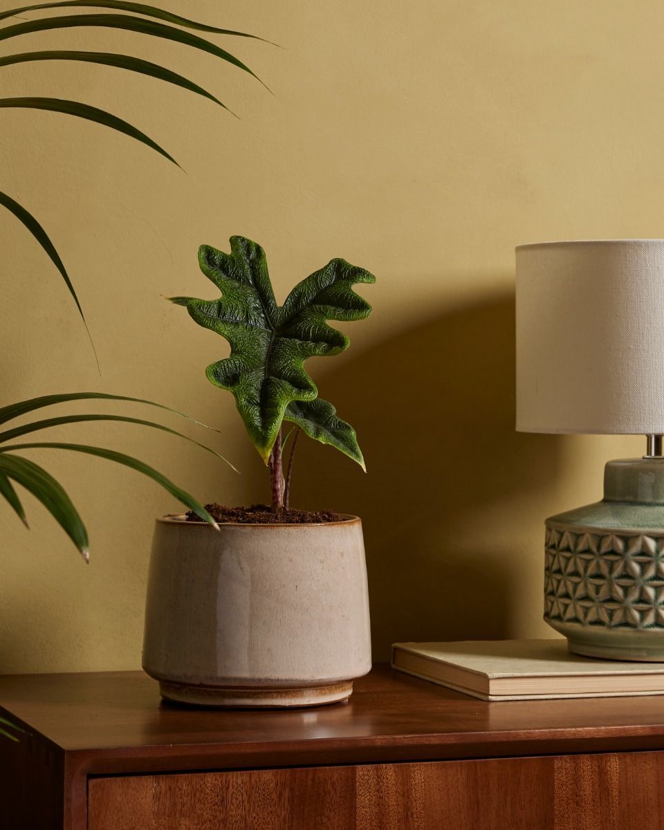 Alocasia Elefantenohr Jacklyn
