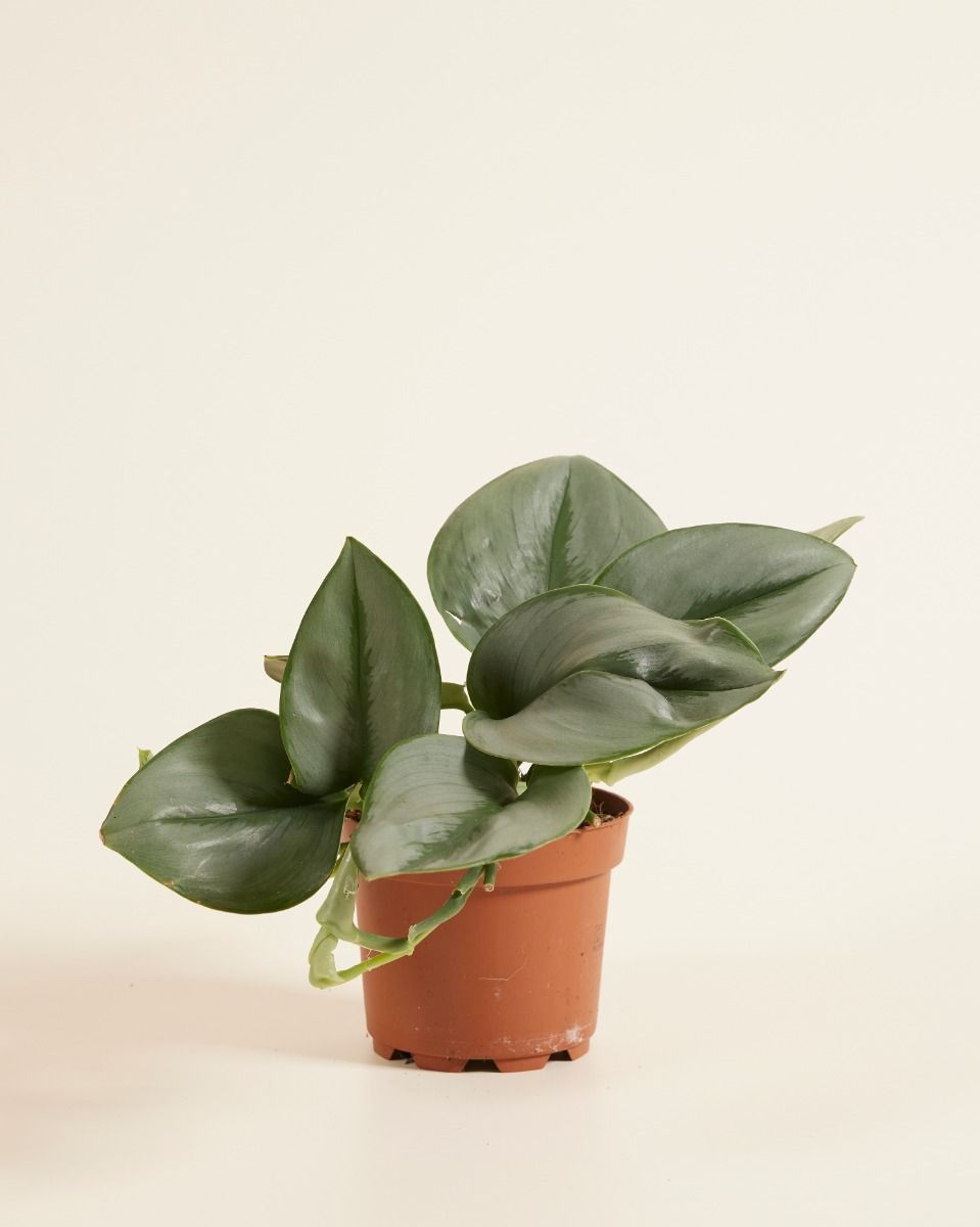 Scindapsus Epipremnum Treubii Moonlight