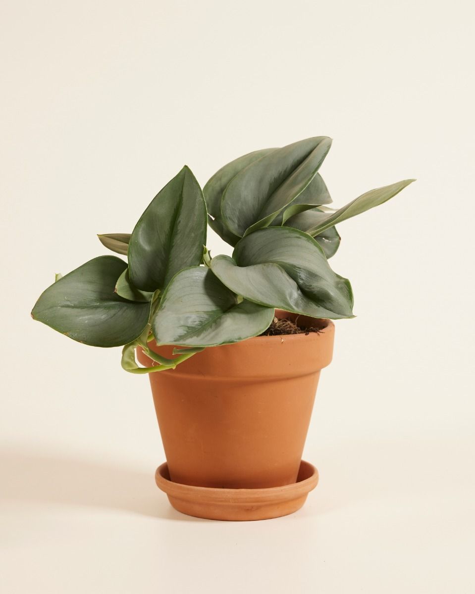 Scindapsus Epipremnum Treubii Moonlight