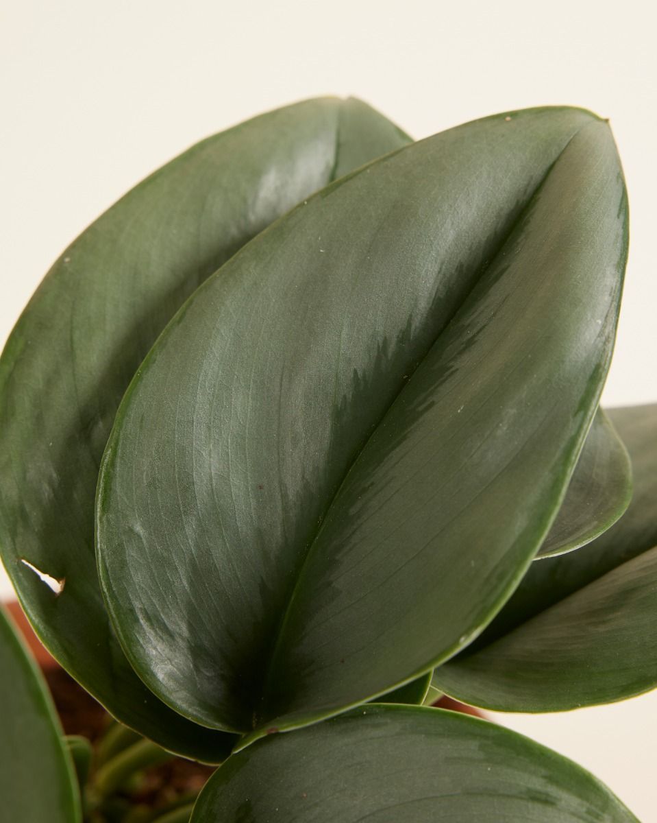 Scindapsus Epipremnum Treubii Moonlight