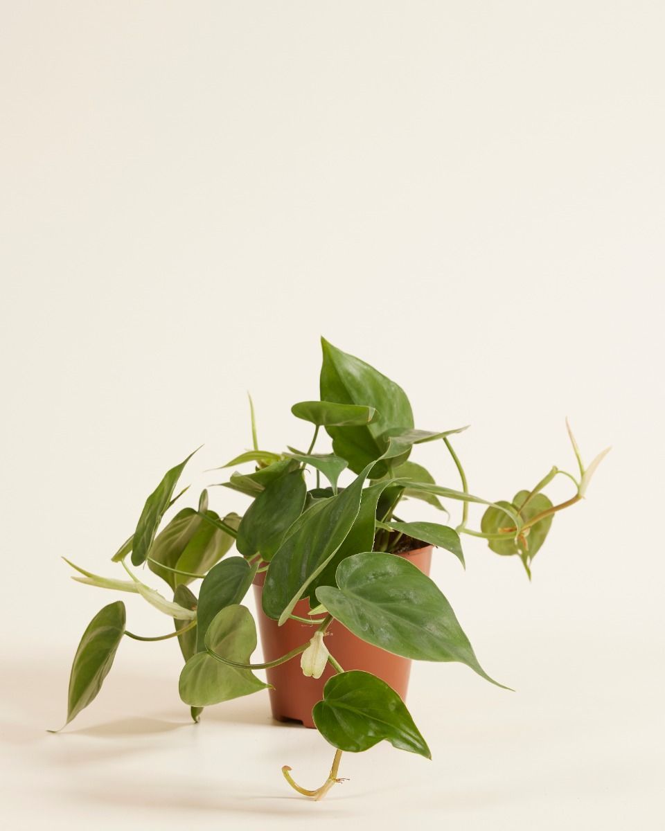 Philodendron Baumfreund Scandens