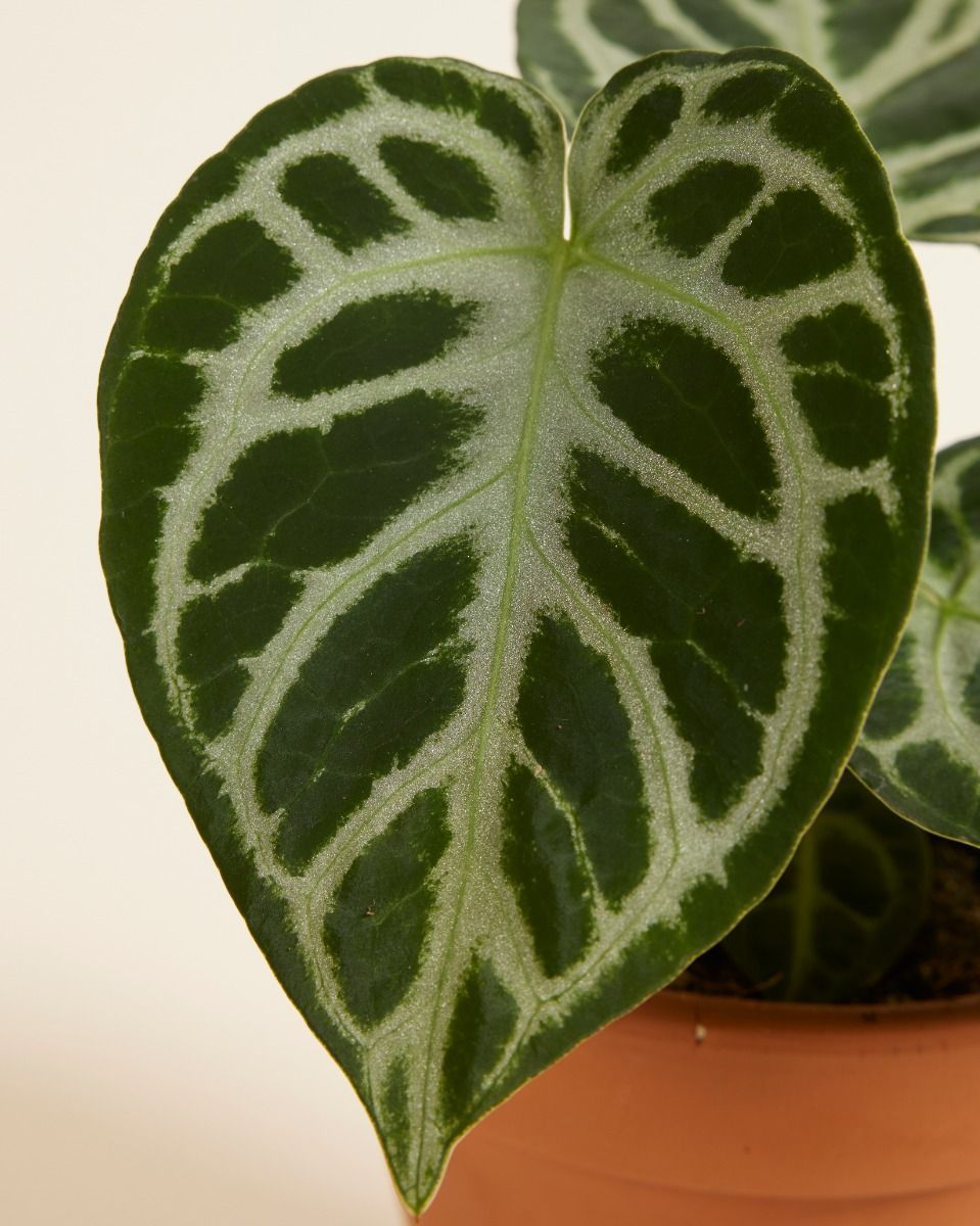 Anthurium Anturio Silver Blush