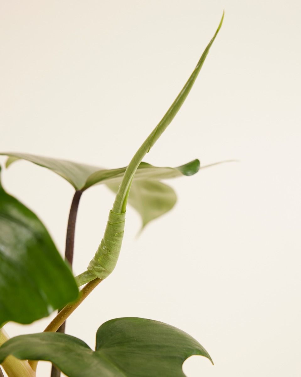 Philodendron Florida Green