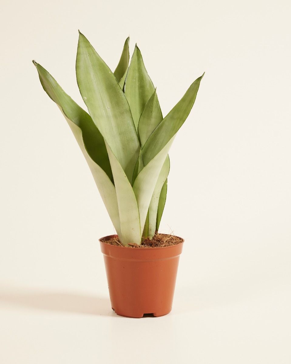 Sansevieria Trifasciata Moonshine Vrouwentong Vrouwentong