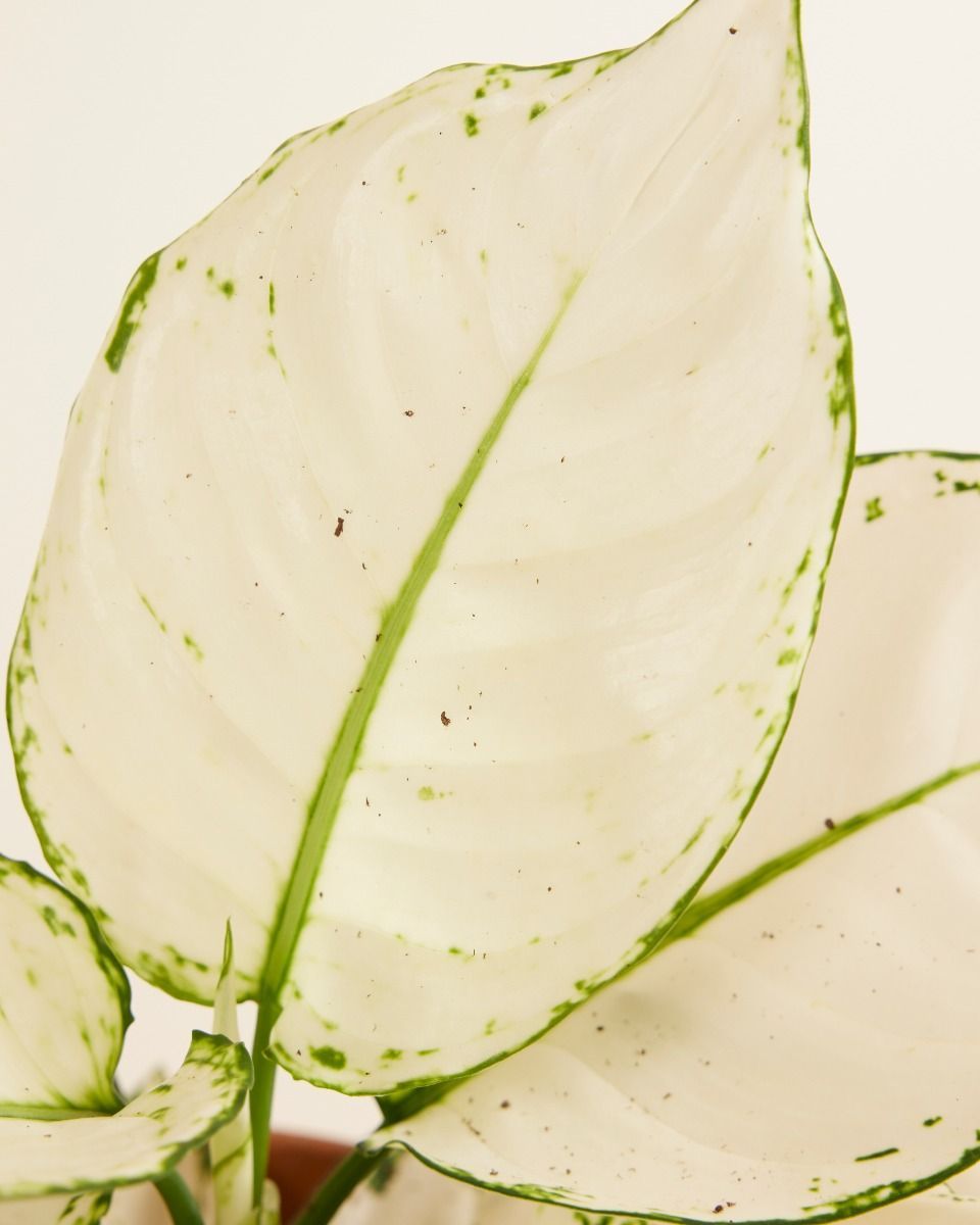Aglaonema Chinese Evergreen White Joy