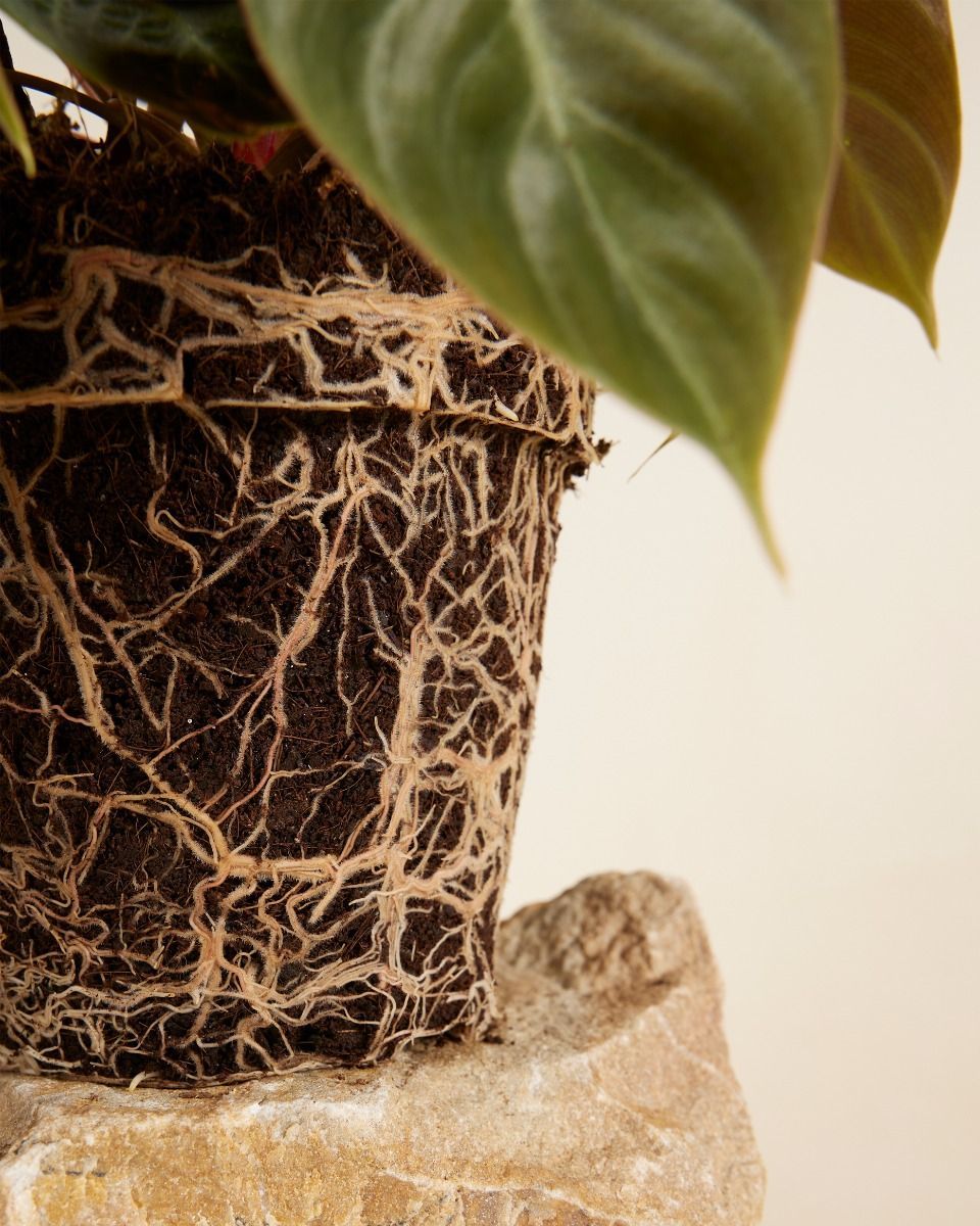 Philodendron El Choco Red