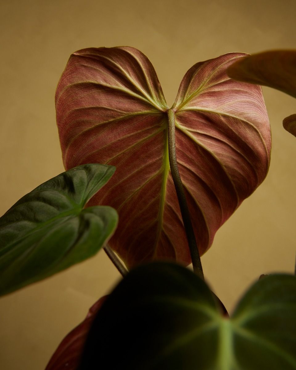Philodendron El Choco Red