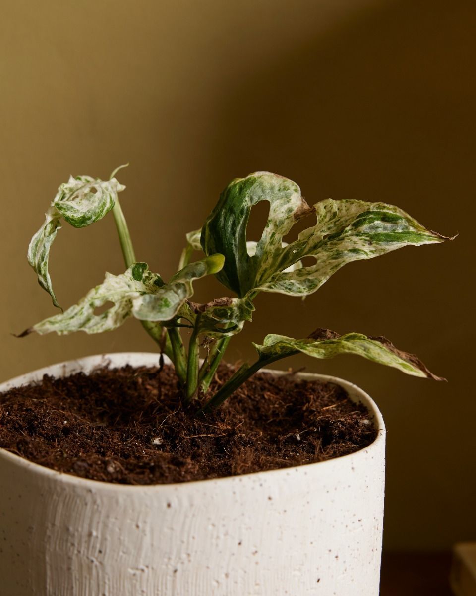 Monstera Fensterblatt Monstera Frozen Freckles