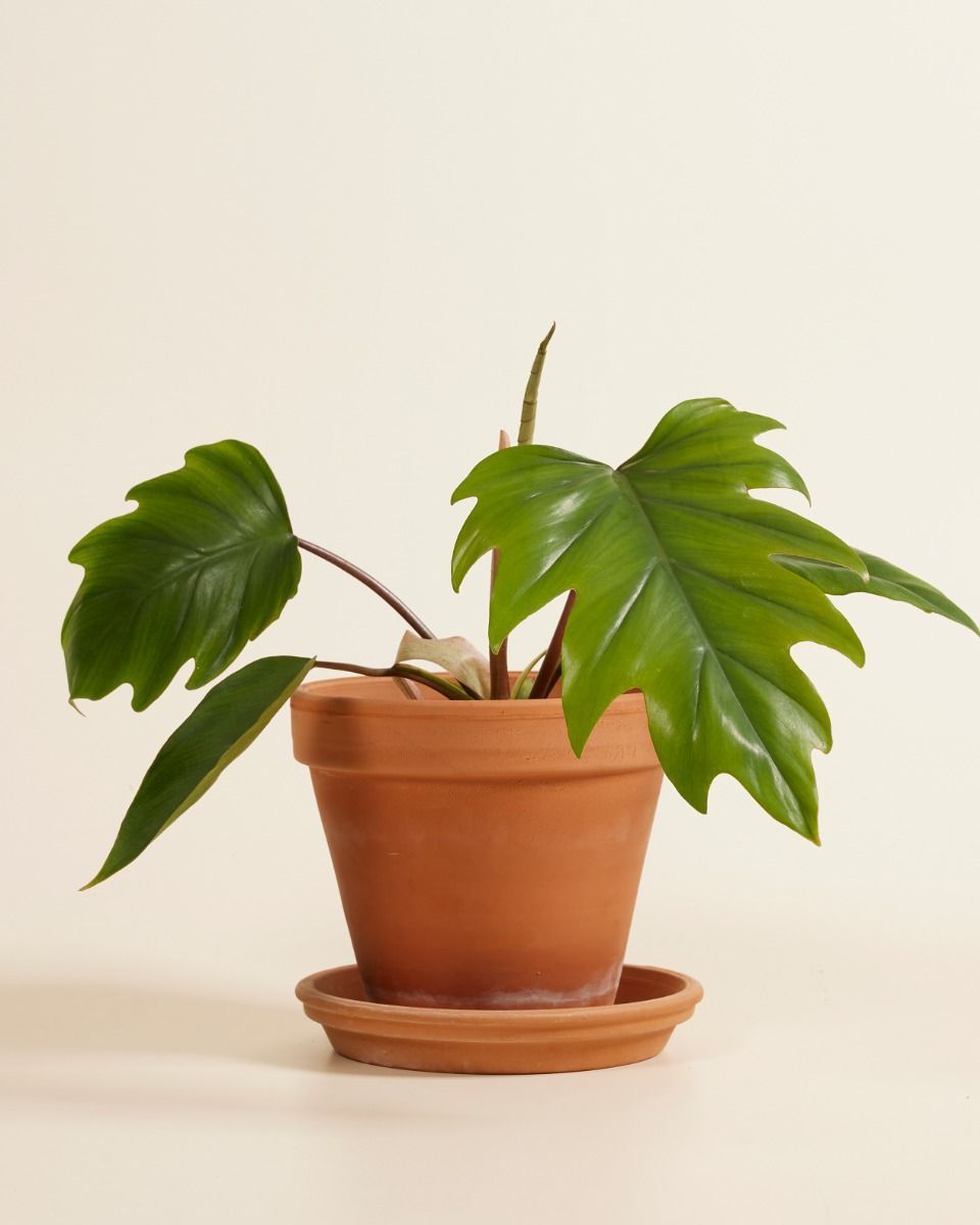 Philodendron Baumfreund Mayoi