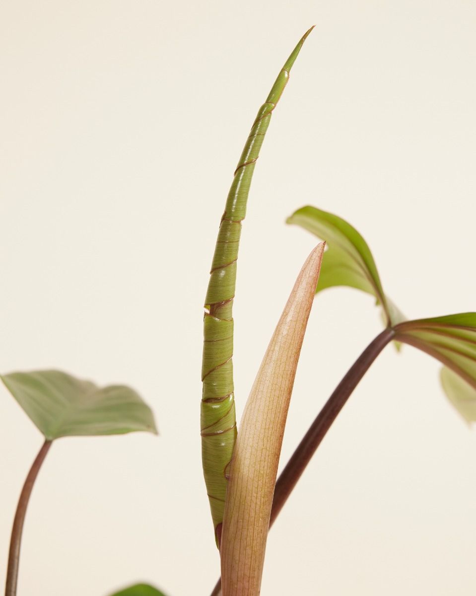 Philodendron Baumfreund Mayoi