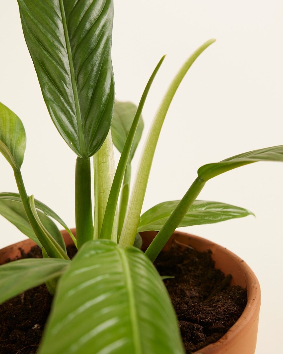 Philodendron Baumfreund Campii