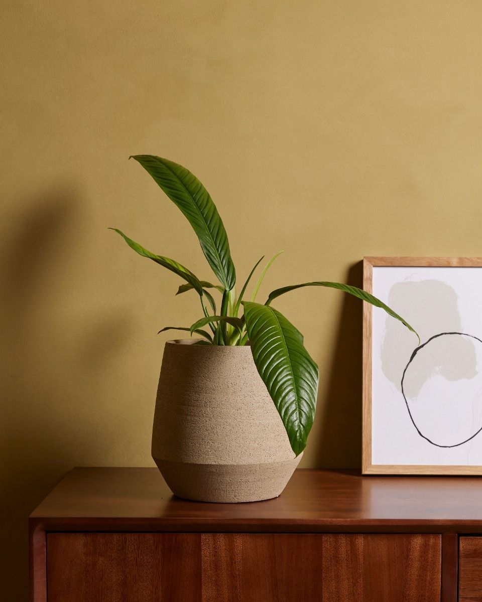 Philodendron Baumfreund Campii