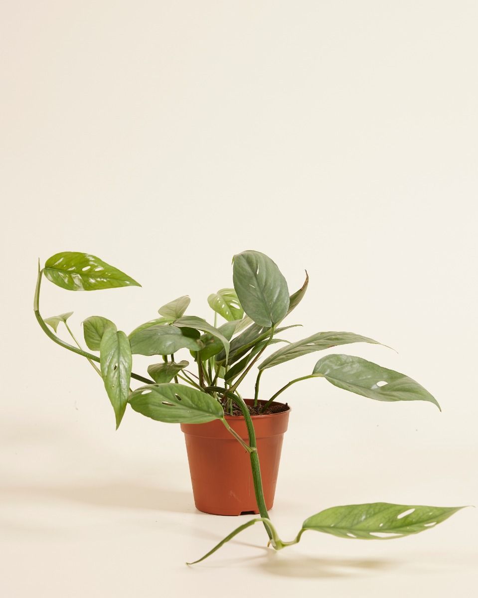 Epipremnum Cebu Blue
