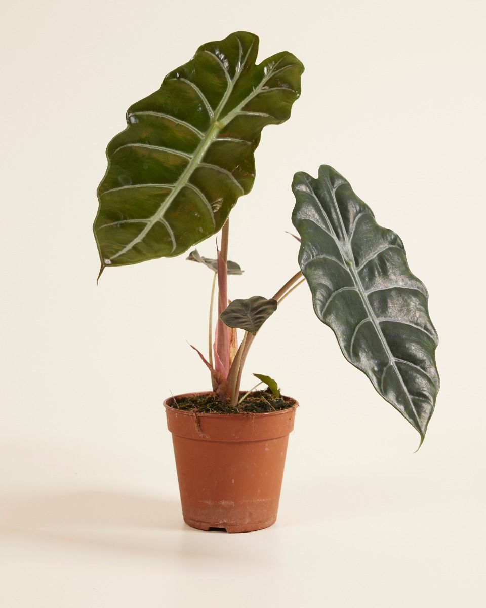 Alocasia Orecchie di Elefante Chantrieri
