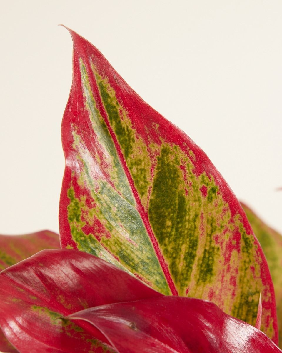 Aglaonema Chinese Evergreen Crete Flame