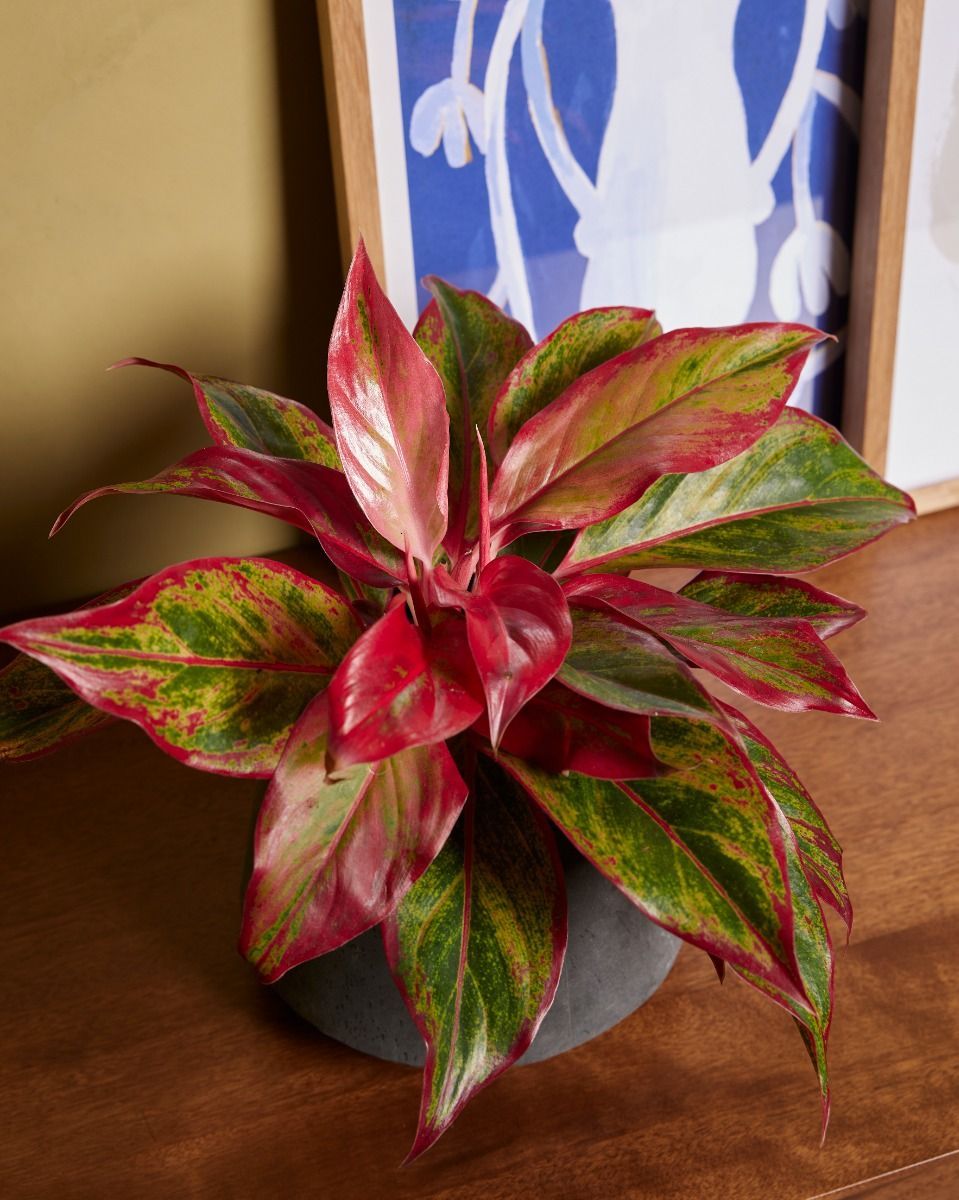 Aglaonema Chinese Evergreen Crete Flame