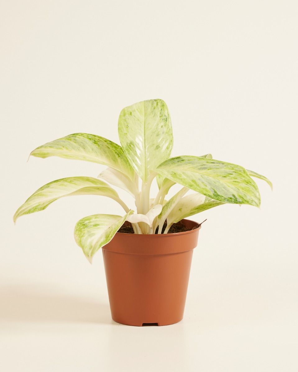 Aglaonema Chinese Evergreen Arctic Lime 