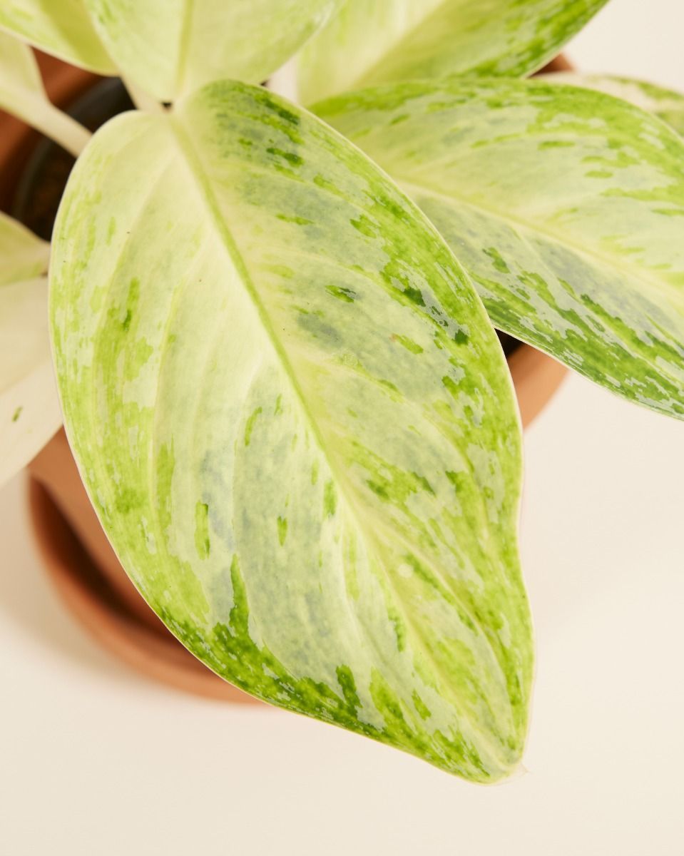Aglaonema Aglaonème Arctic Lime