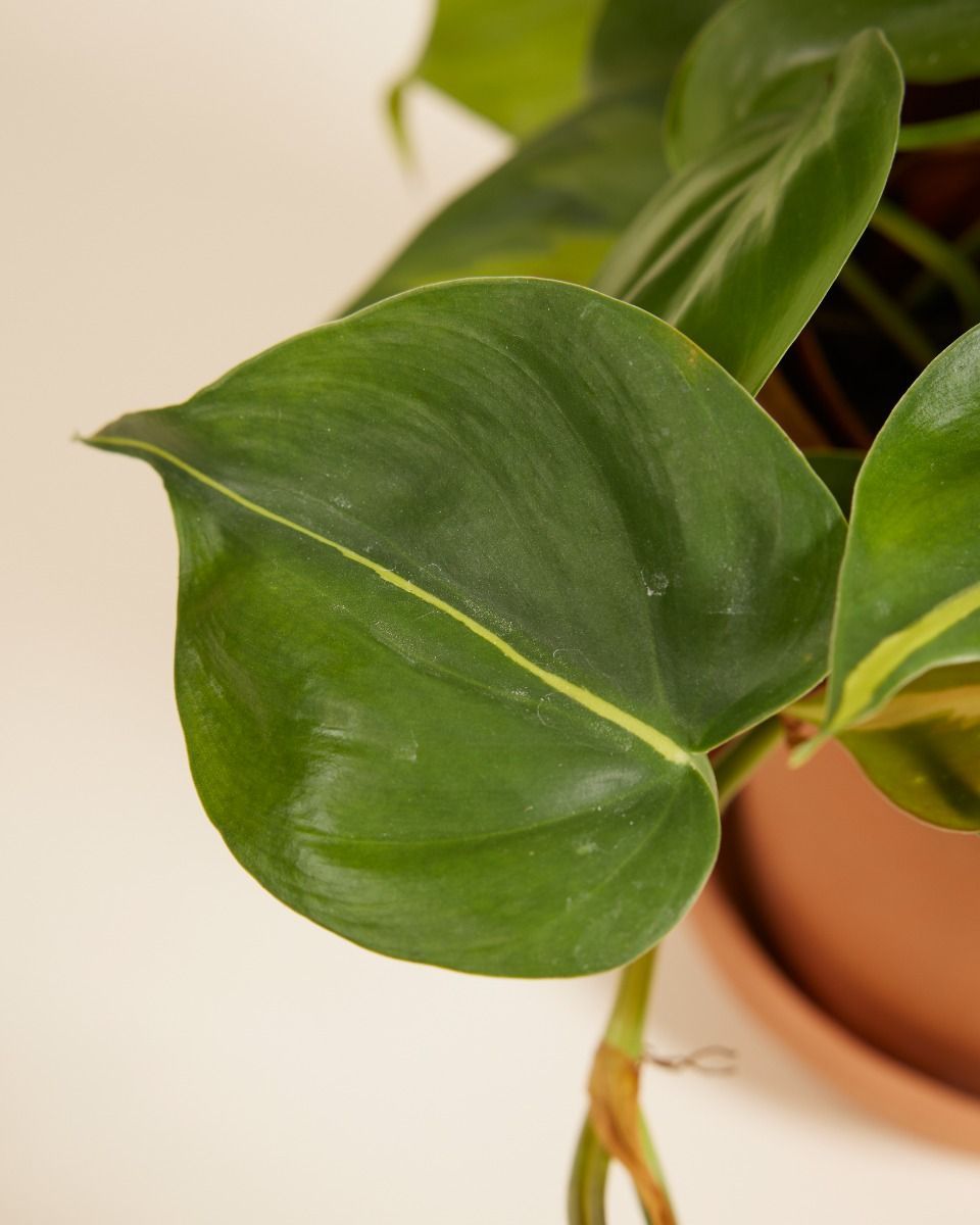 Philodendron Baumfreund Brasil