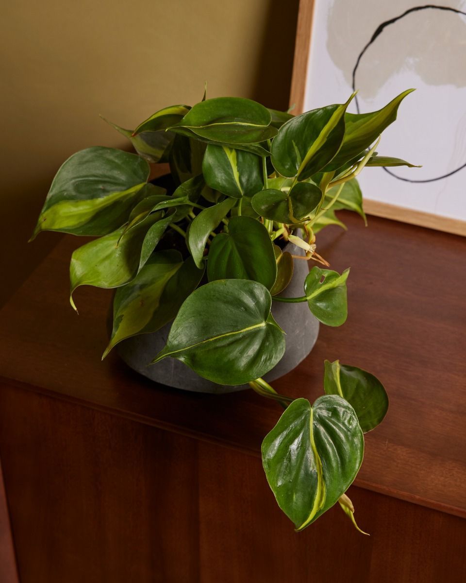 Philodendron Baumfreund Brasil
