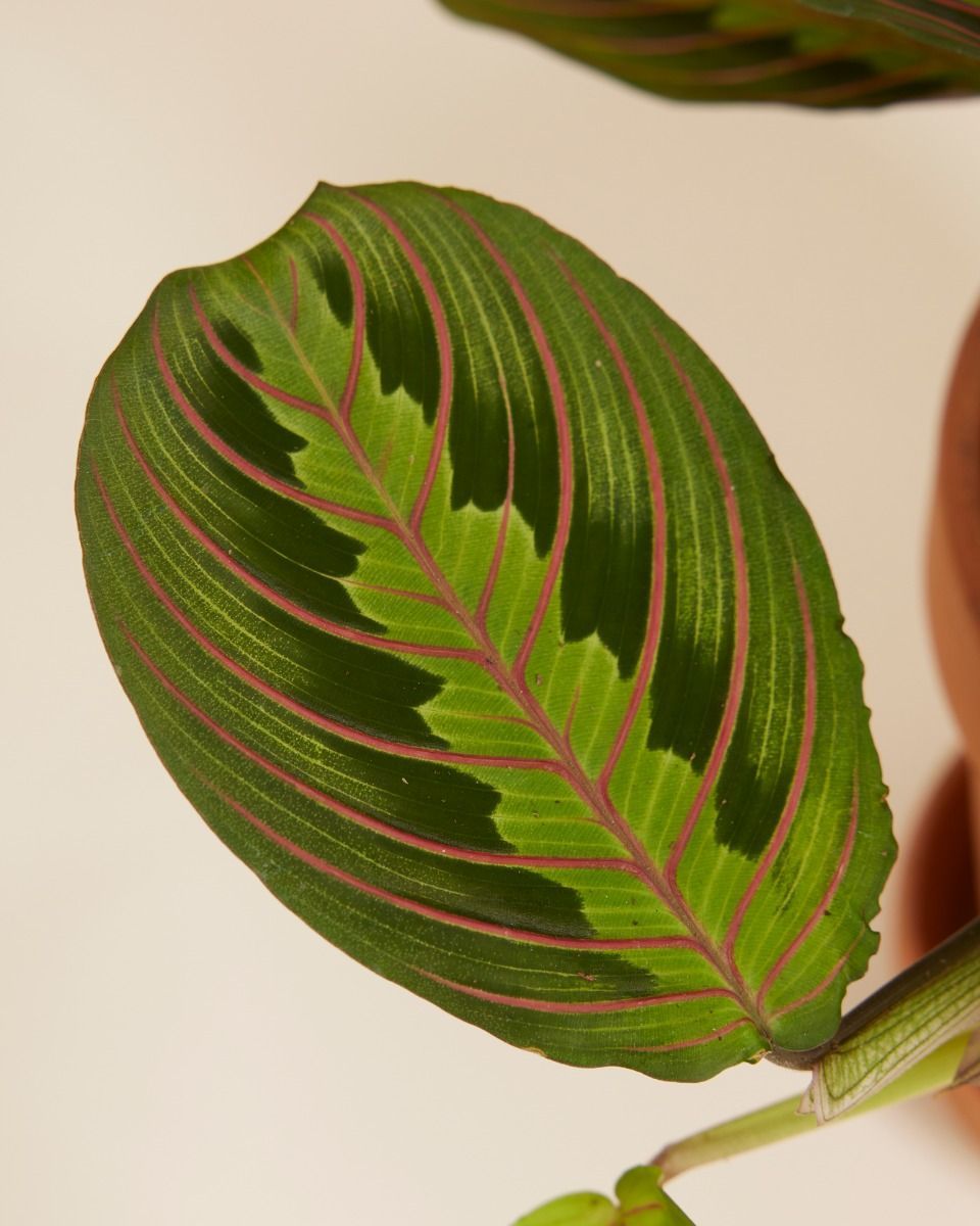 Maranta Marante Leuconeura Fascinator