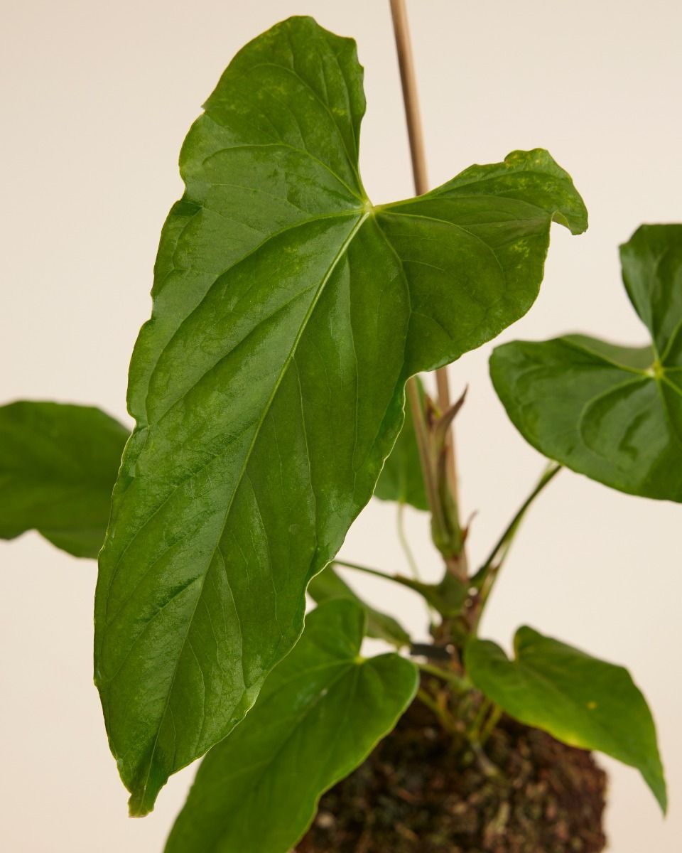 Anthurium Flamingoblumen Balaoanum