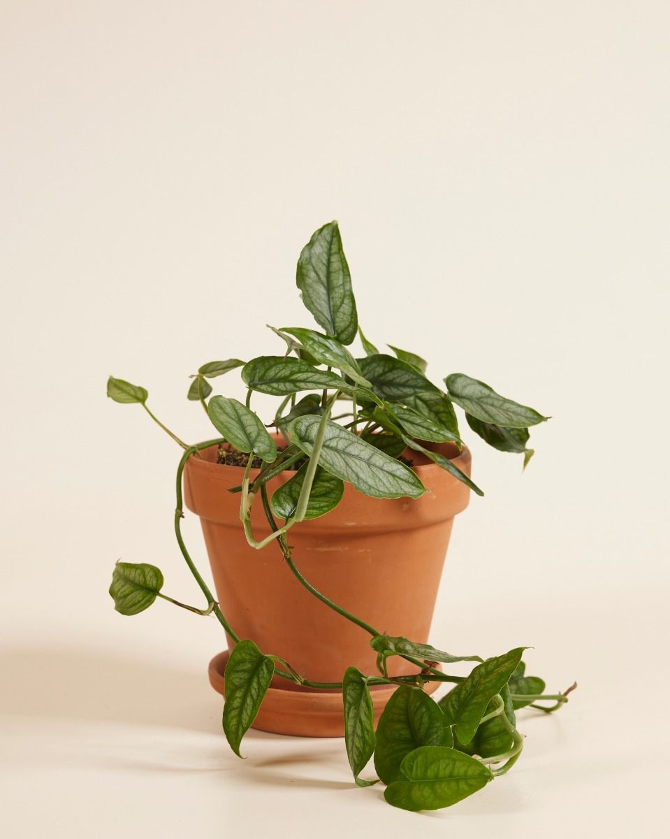Monstera Siltepecana 