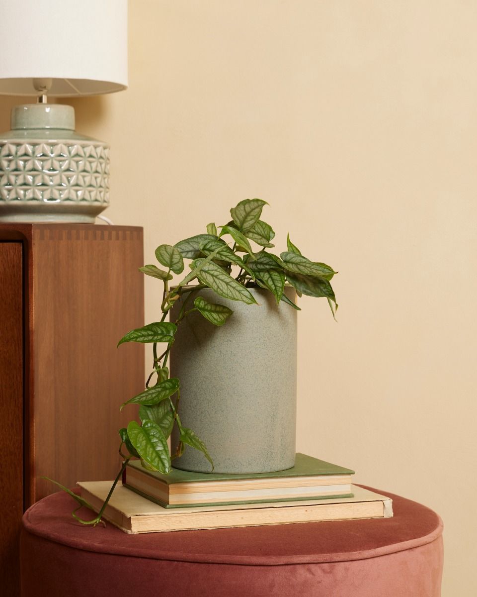 Monstera Siltepecana 