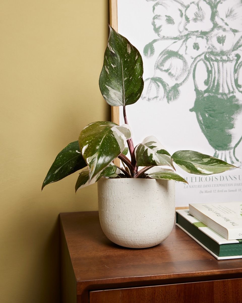 Philodendron Red Anderson