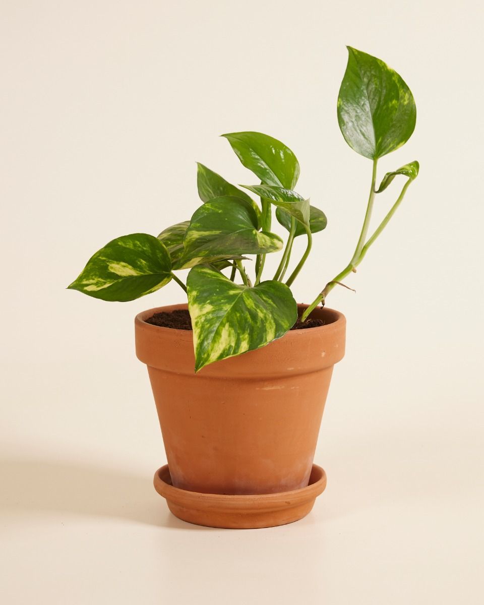 Epipremnum Epipremnum Pinnatum Aureum