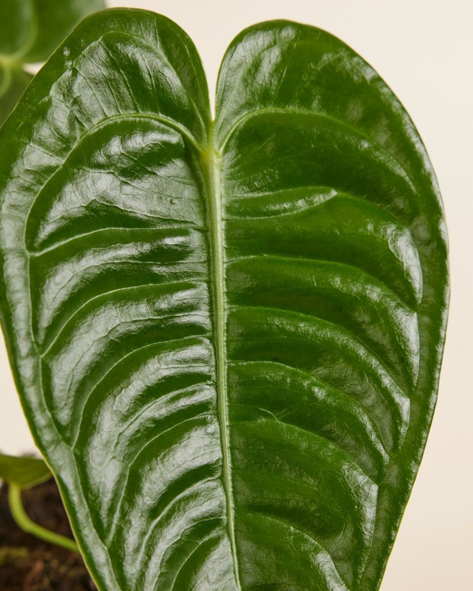 Anthurium Flamingo flowers Veitchii
