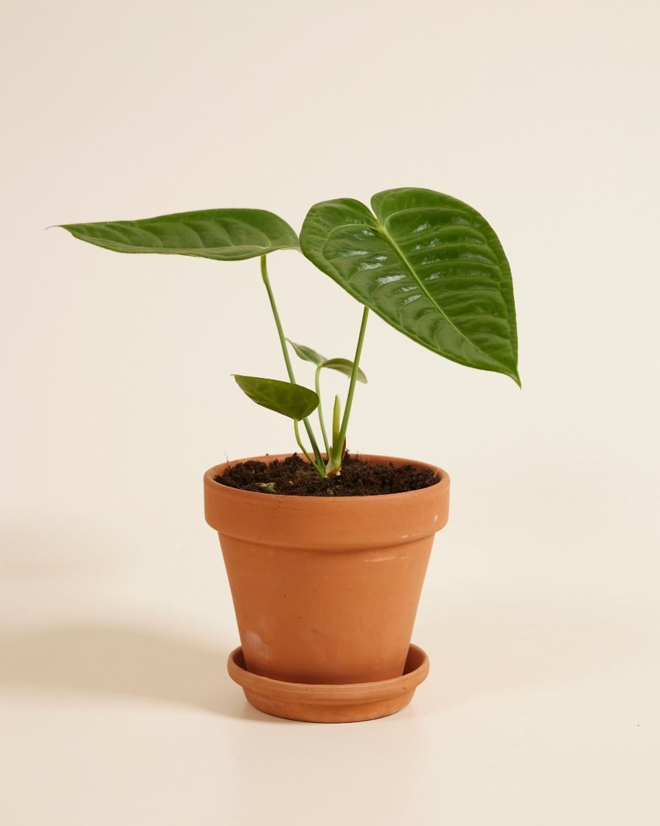 Anthurium Flamingo flowers Veitchii
