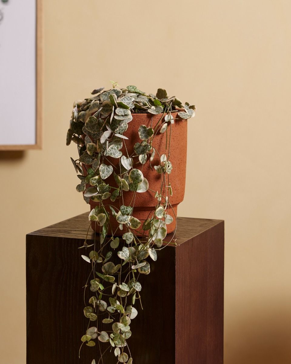 Ceropegia Chaîne des cœurs Woodii Variegata