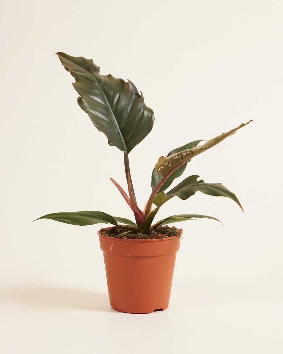 Philodendron Baumfreund Bipinnatifidum Choco Empress