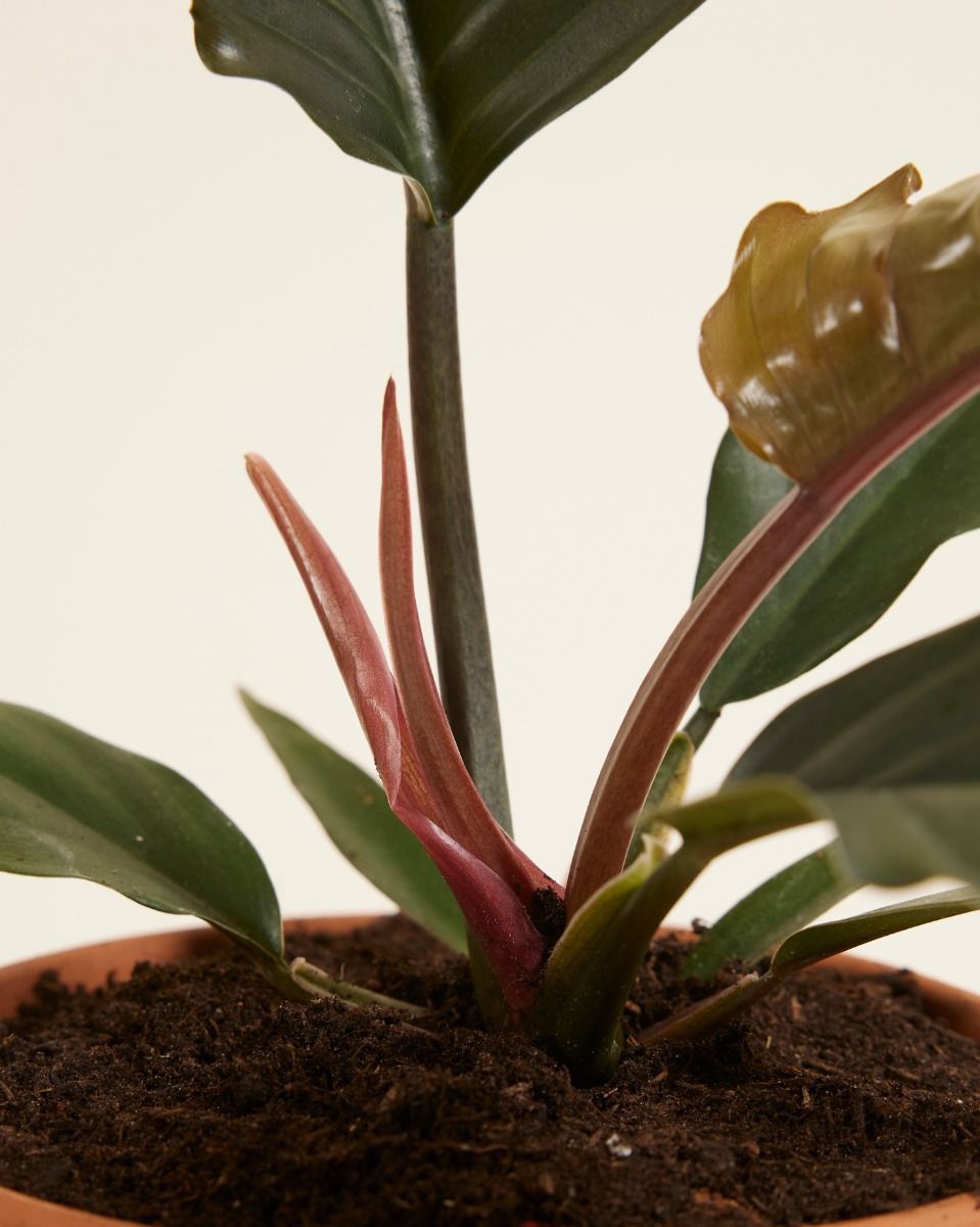 Philodendron Baumfreund Bipinnatifidum Choco Empress