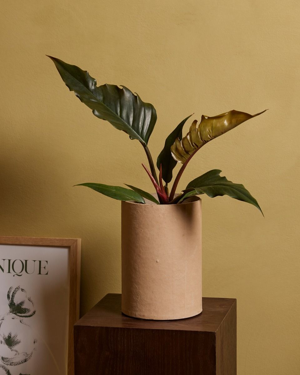 Philodendron Baumfreund Bipinnatifidum Choco Empress