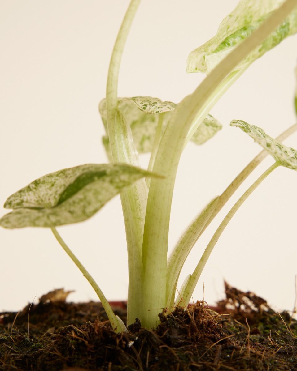 Alocasia Olifantsoor Macrorrhiza Splash