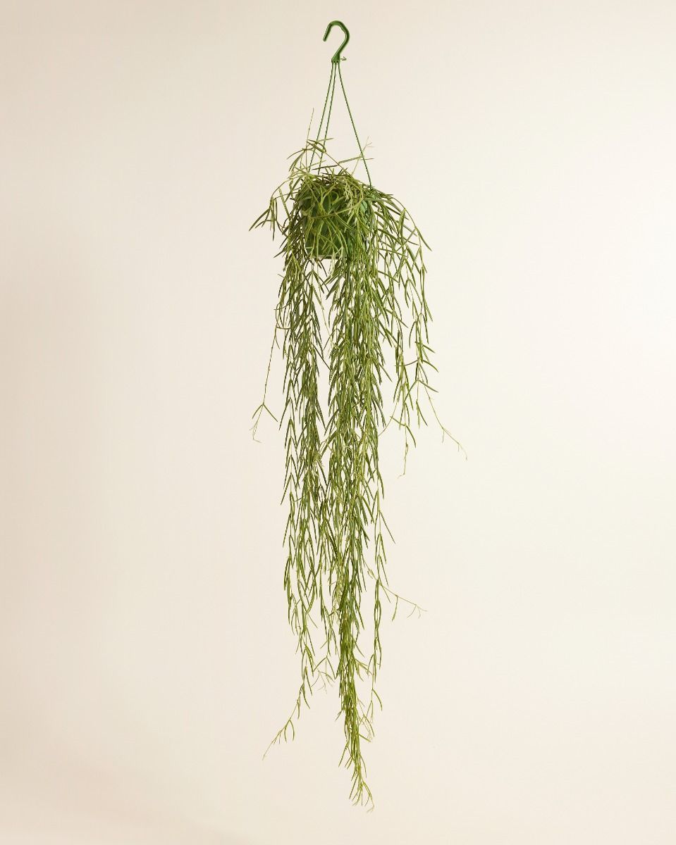Hoya Wachsblume Linearis