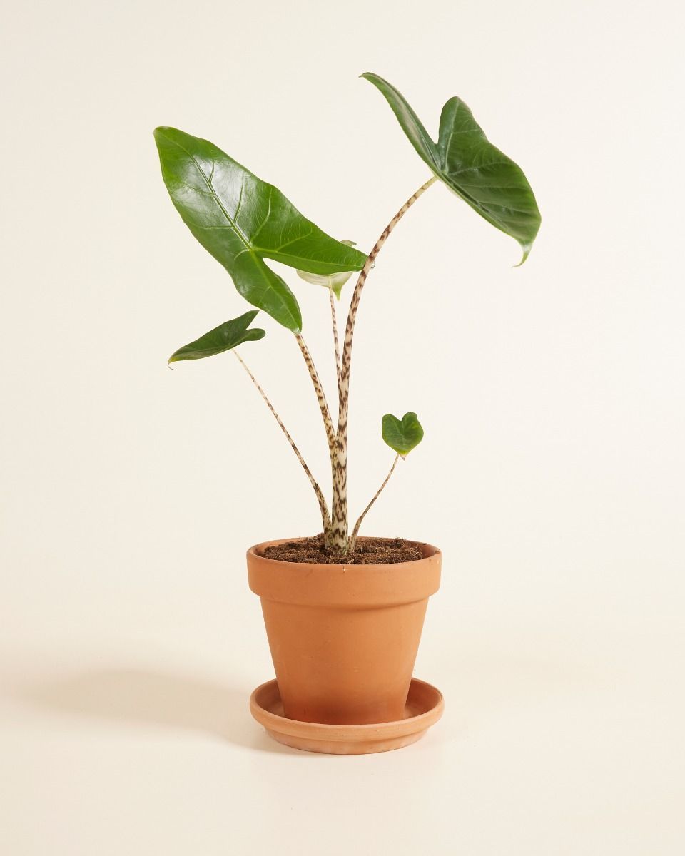 Alocasia Orecchie di Elefante Zebrina