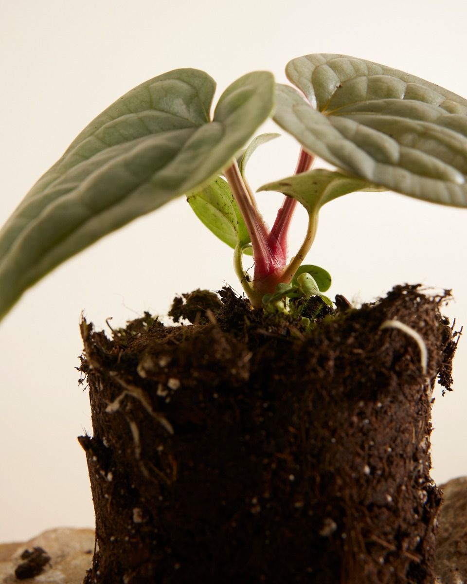 Anthurium Luxurians 