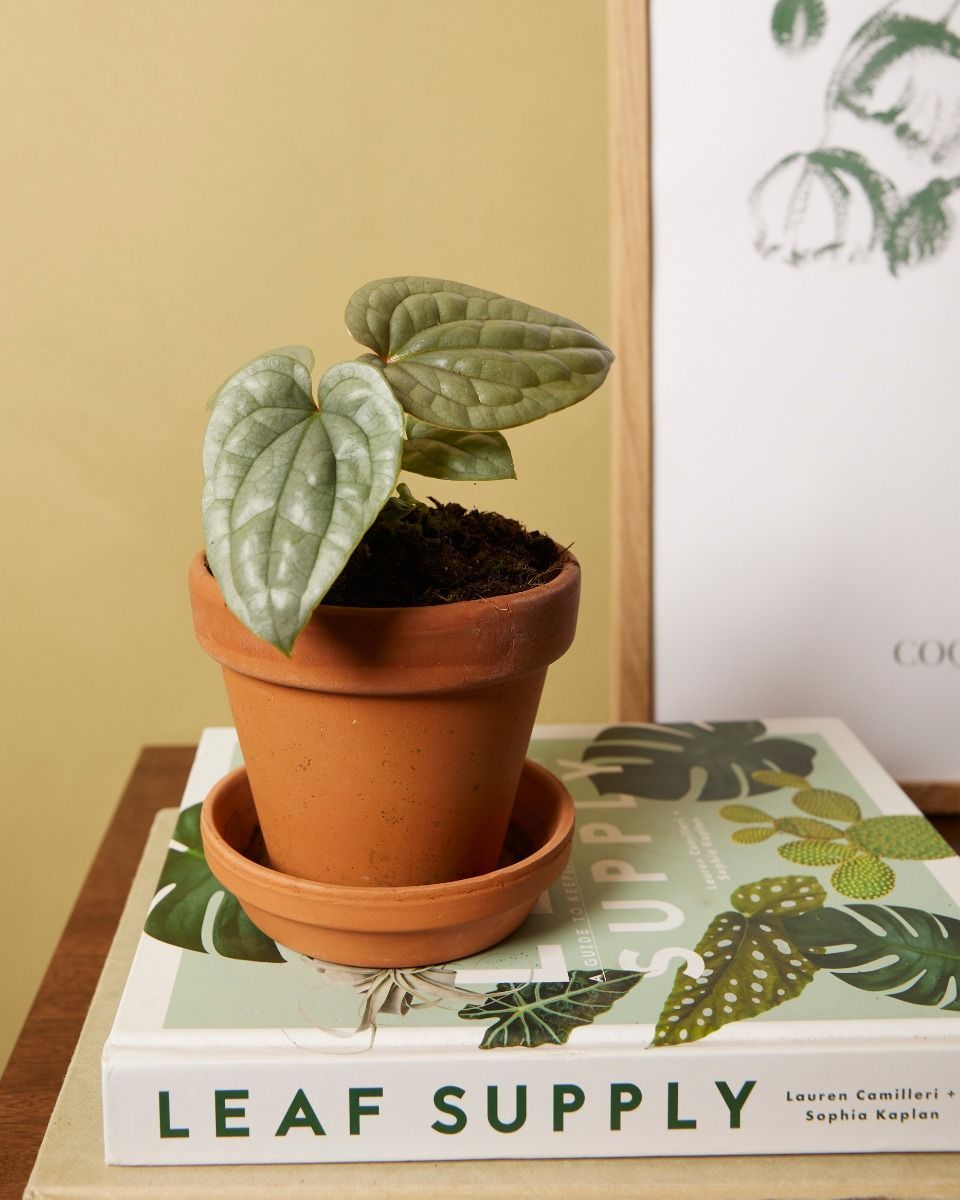 Anthurium Luxurians 