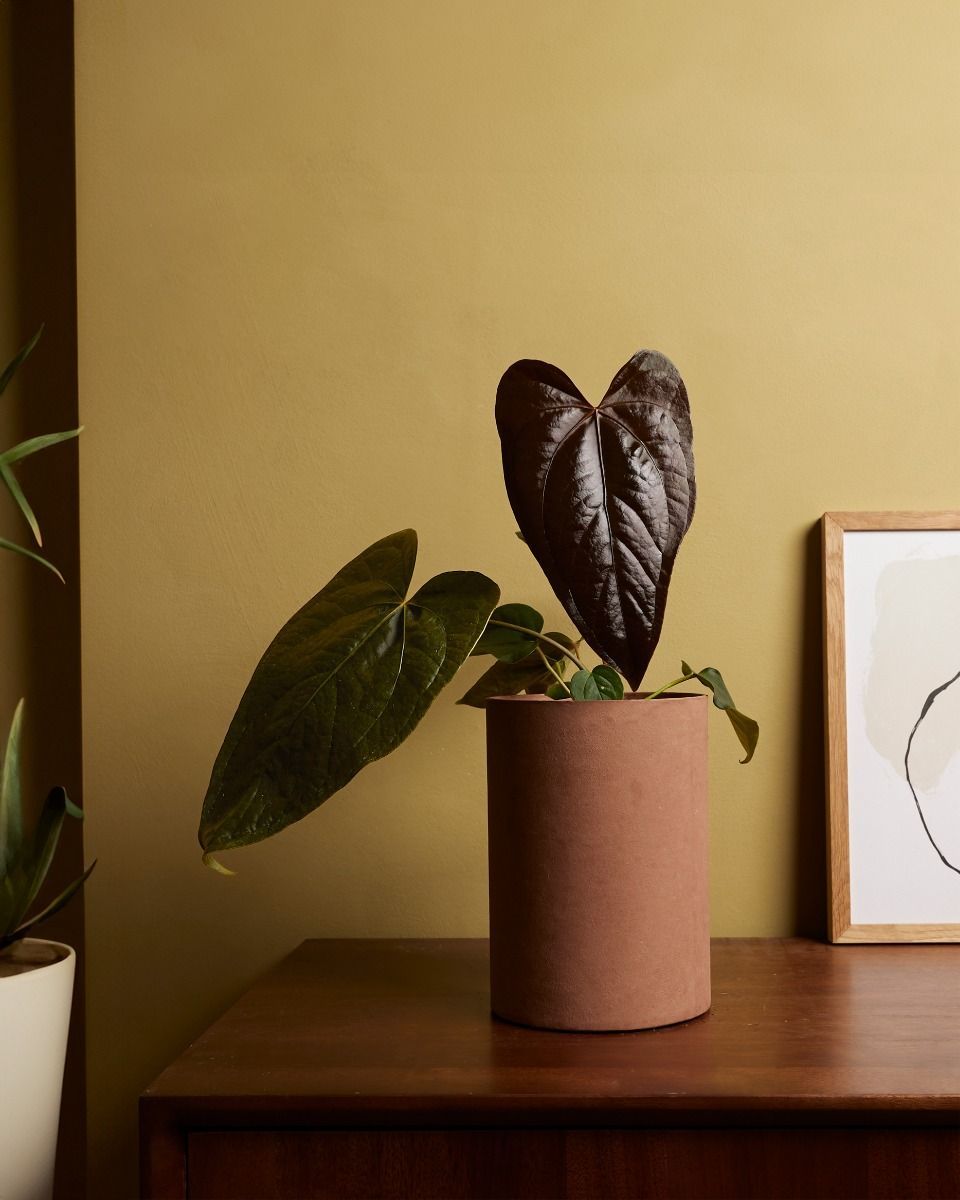 Anthurium Anturio Queen of Hearts