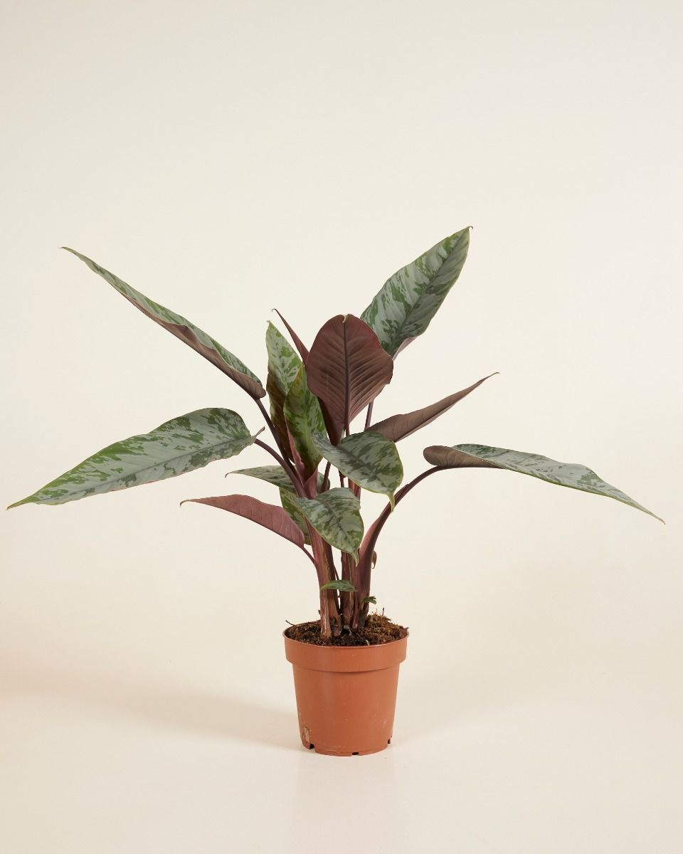 Apoballis Acuminatissima