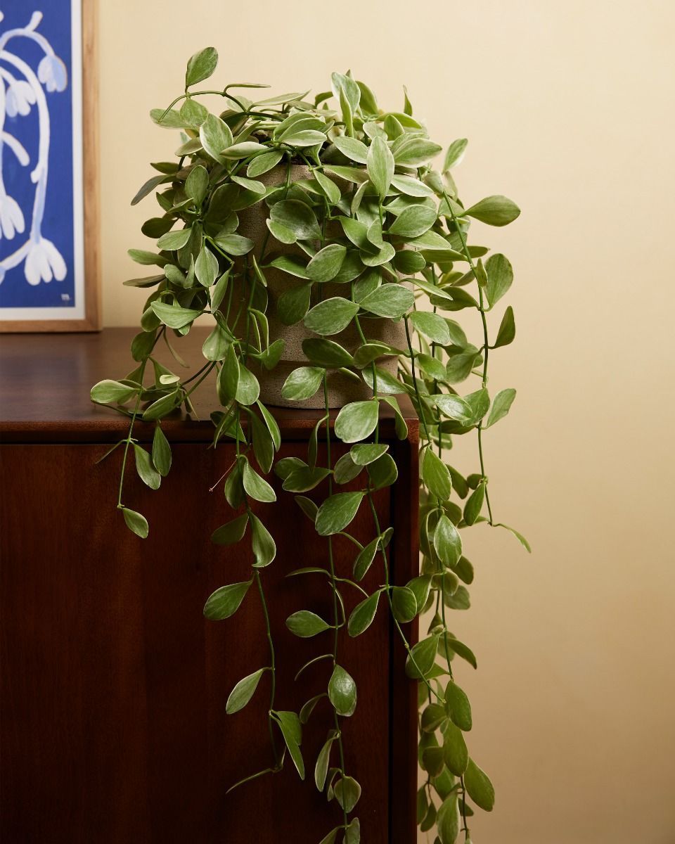 Dischidia Oinantha Variegata 