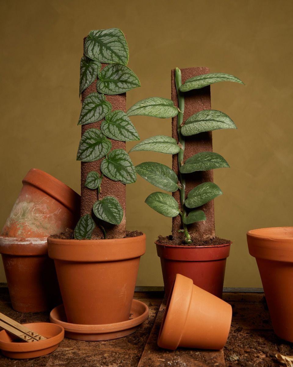 Monstera Dubia