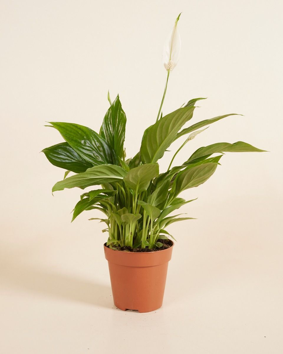Spathiphyllum Torelli 