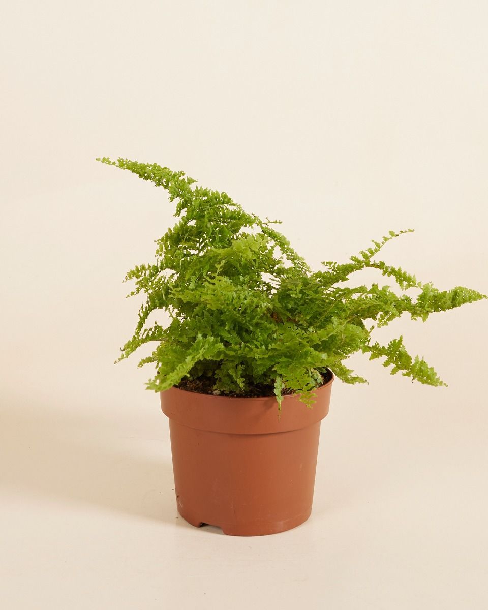 Nephrolepis Vitale