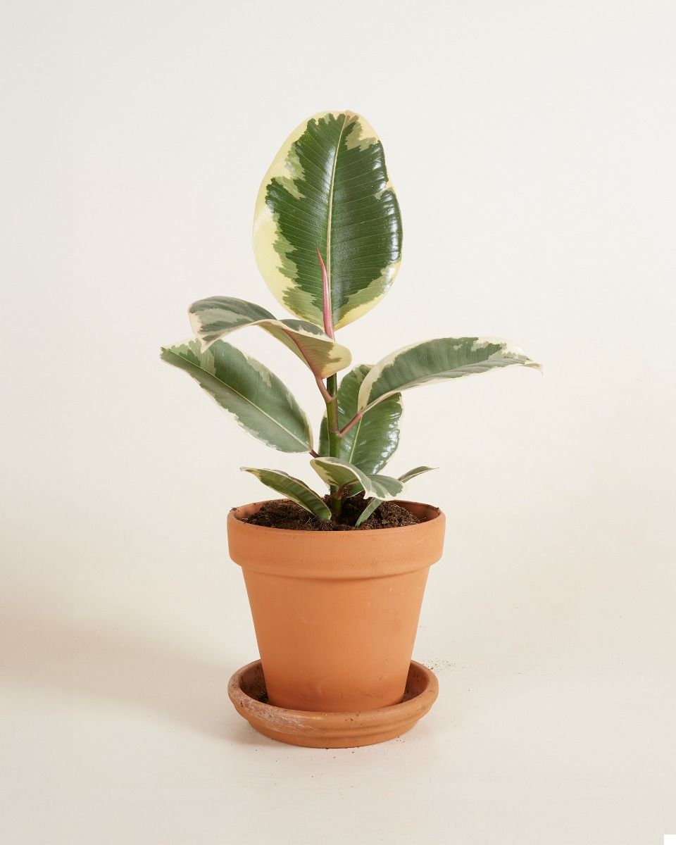 Ficus Rubber tree plant Tineke