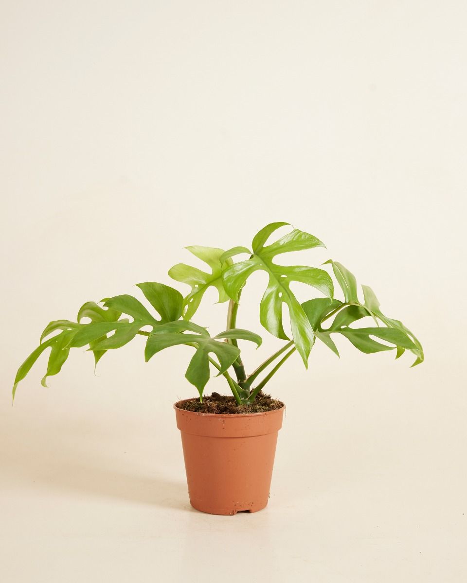 Rhaphidophora Tetrasperma Goldrush