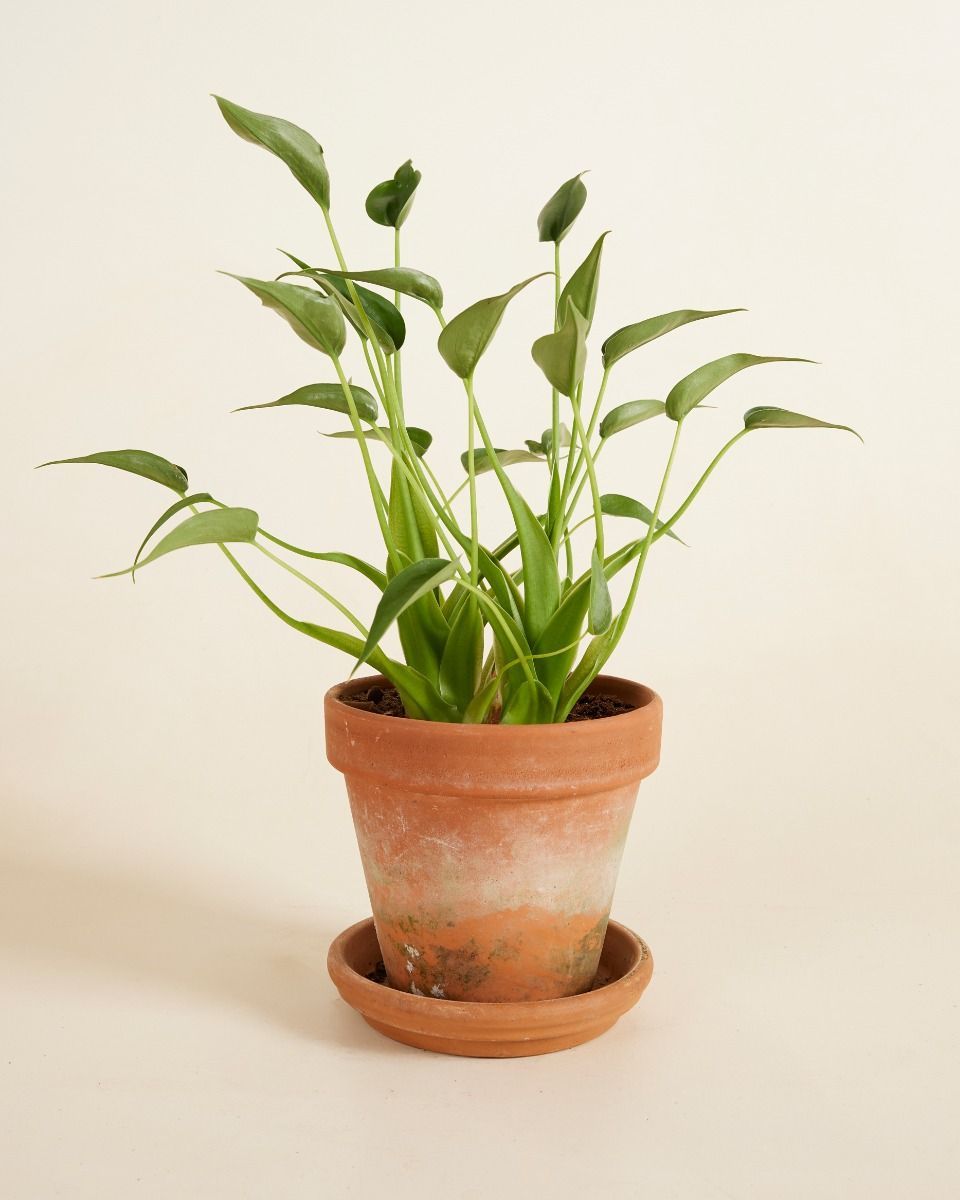 Alocasia Elephant Ear Dancer 
